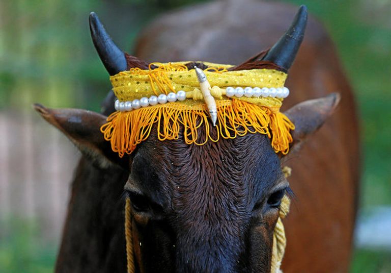 السنهاليون والتاميل يحتفلون برأس السنة السريلانكية- رويترز السنهاليون والتاميل يحتفلون برأس السنة السريلانكية