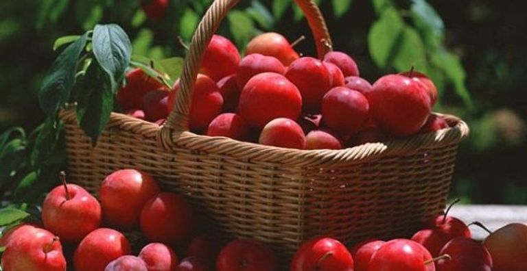 الشوفان يقلل الوزن