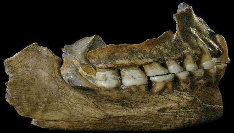 العثور على أسنان إنسان ترجع إلى 13 ألف سنة