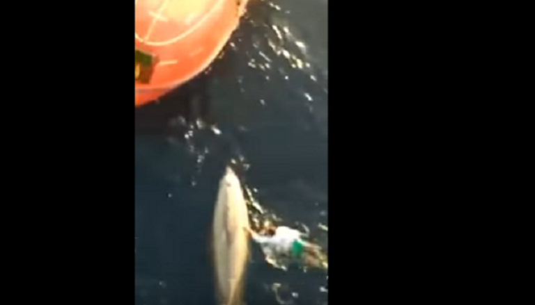 صورة من الفيديو للبحار الجزائري أثناء إنقاذ الحوت