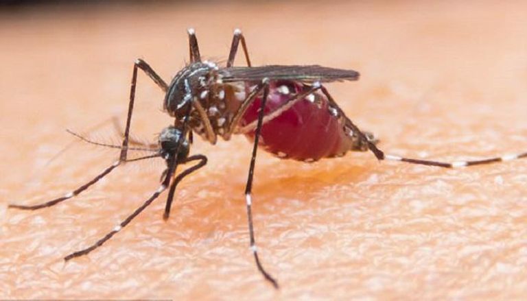 البعوض سبب رئيسي في نقل مرض الملاريا