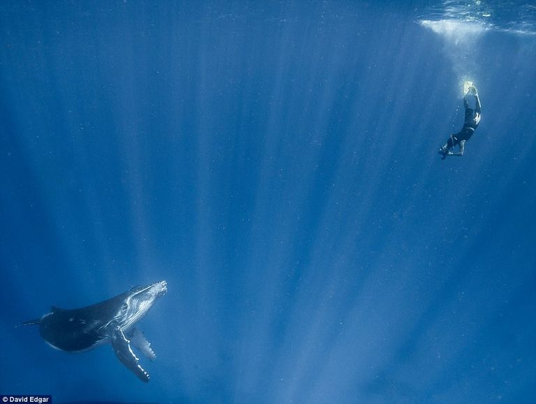 لقطة قريبة للحوت