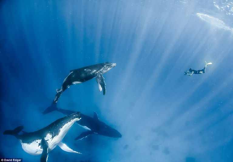 لقطة قريبة للحوت