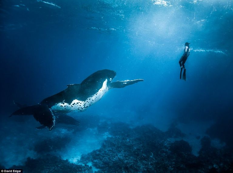 لقطة قريبة للحوت