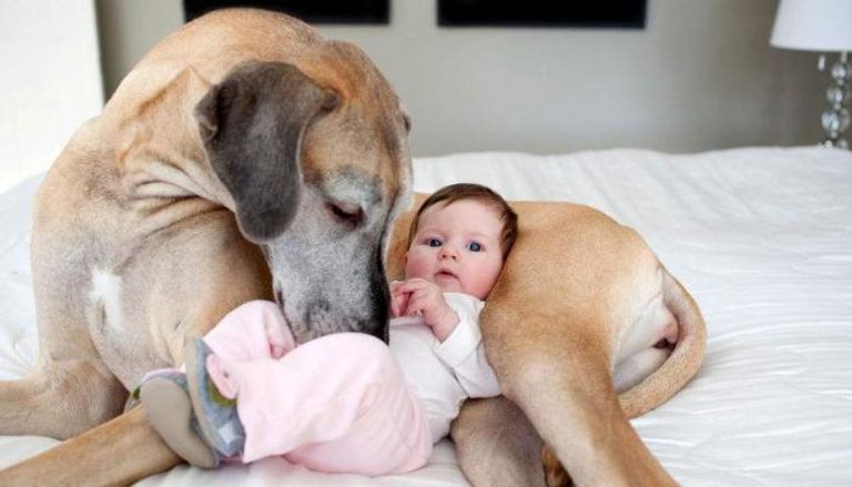 الحيوانات الأليفة قد تخلص الأطفال من الحساسية والسمنة