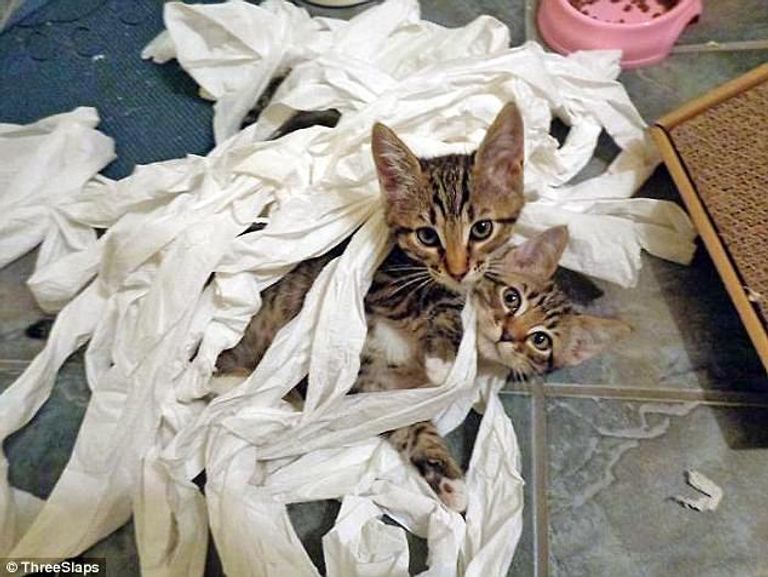 الحيوانات الأليفة قد تخلص الأطفال من الحساسية والسمنة