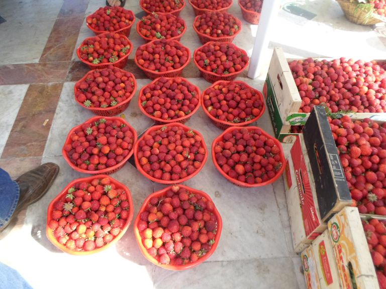 الفراولة الفاكهة المُدللة بعِيدَيْن في الجزائر