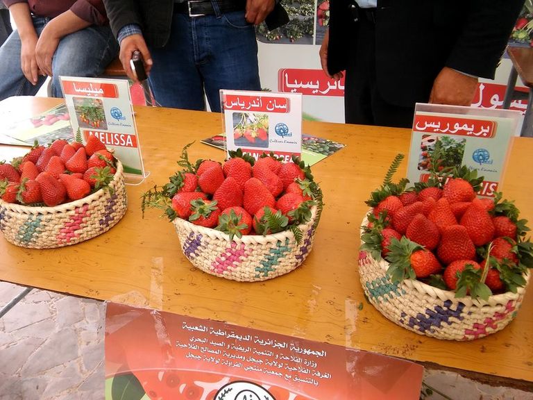 الفراولة الفاكهة المُدللة بعِيدَيْن في الجزائر