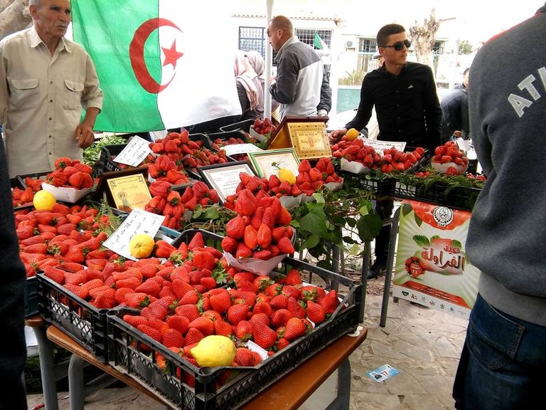 الفراولة الفاكهة المُدللة بعِيدَيْن في الجزائر