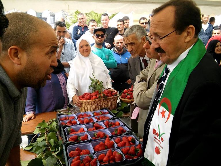 الفراولة الفاكهة المُدللة بعِيدَيْن في الجزائر