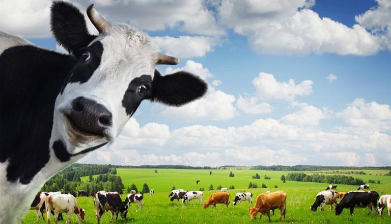 أبقار في مزرعة 