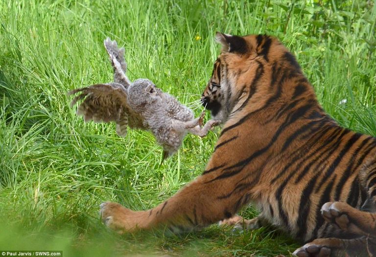 البومة واجهت النمر بشجاعة