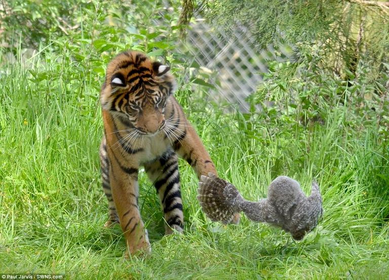 البومة واجهت النمر بشجاعة