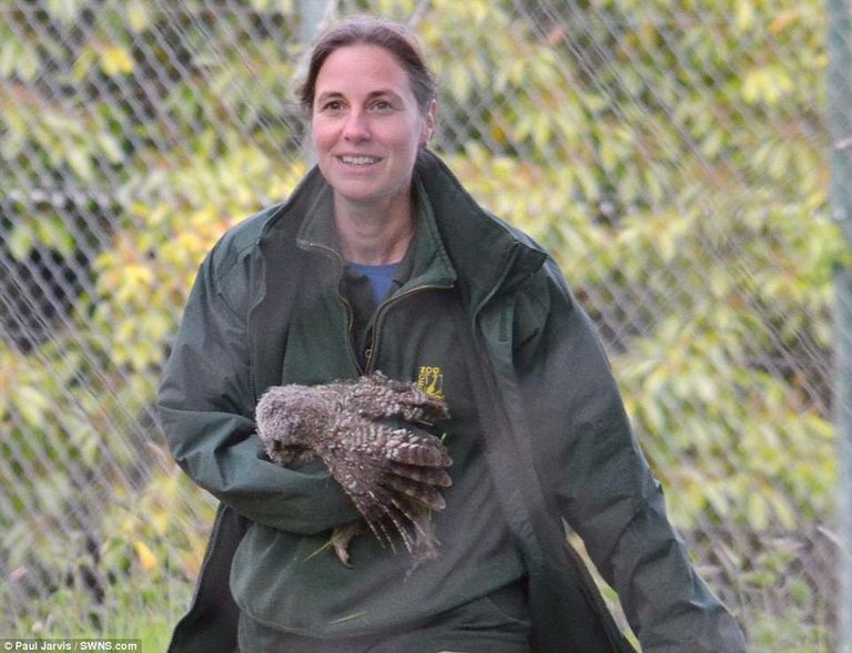 البومة واجهت النمر بشجاعة