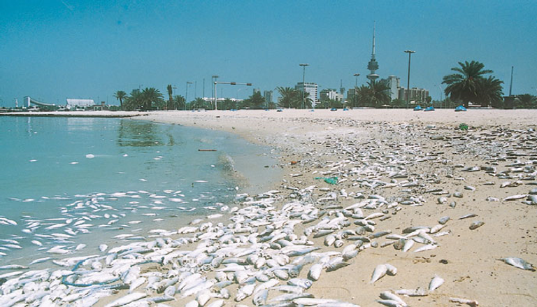 بكتيريا وراء نفوق الأسماك في الكويت