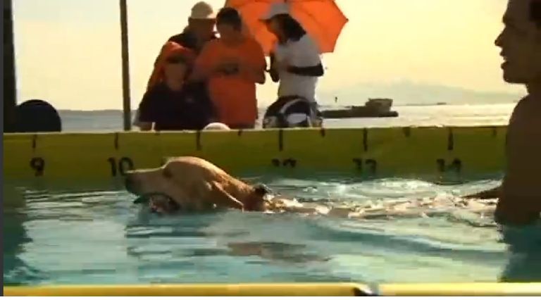 مسابقة غطس للكلاب وملاكها في الفلبين