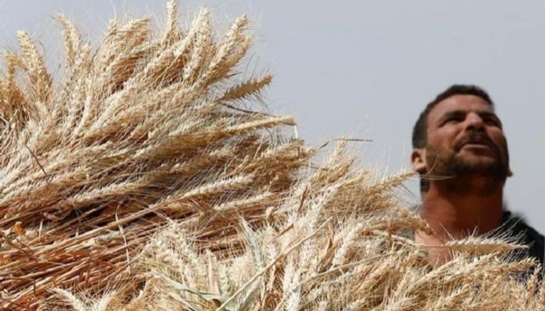 مزارع يقف بجوار سنابل قمح محصودة 