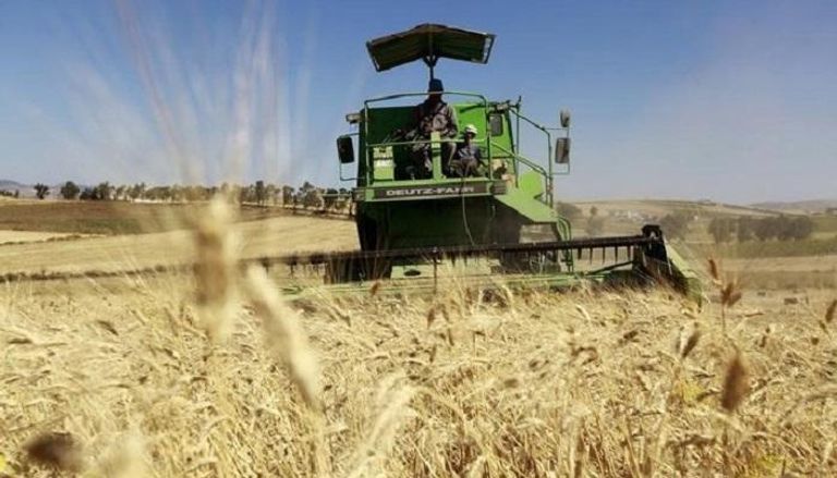 حصاد قمح في حقل في تونس