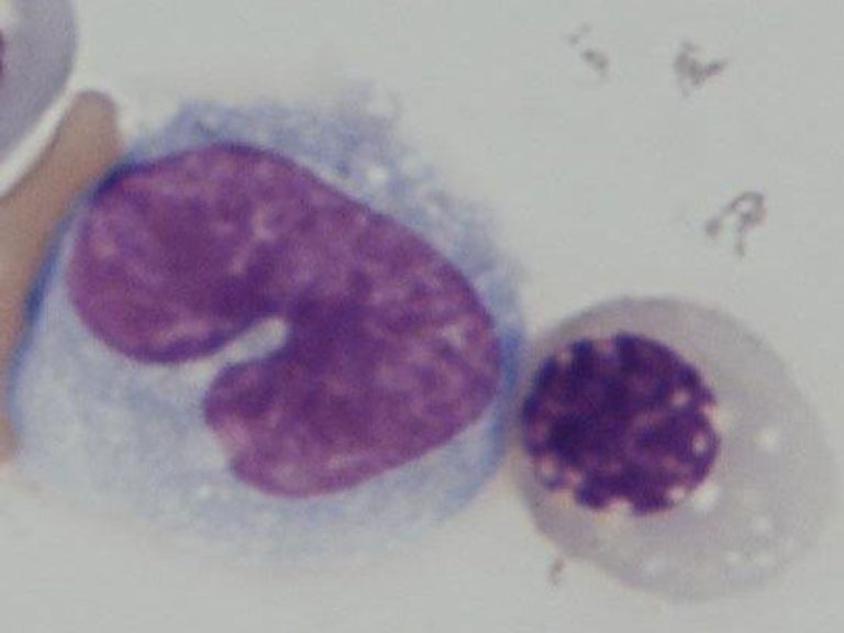  تحويل الخلايا الجذعية إلى دم اصطناعي