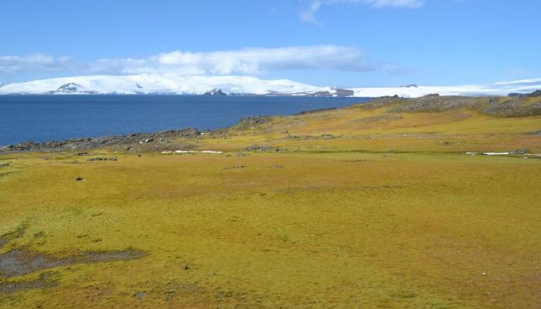 القارة القطبية الجنوبية تتحول للون الأخضر