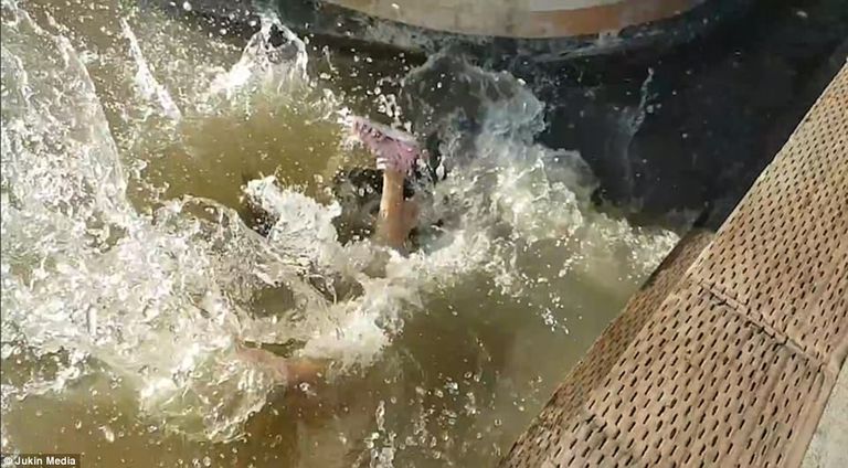 بالفيديو لحظة مرعبة أسد البحر يسحب فتاة للمياه