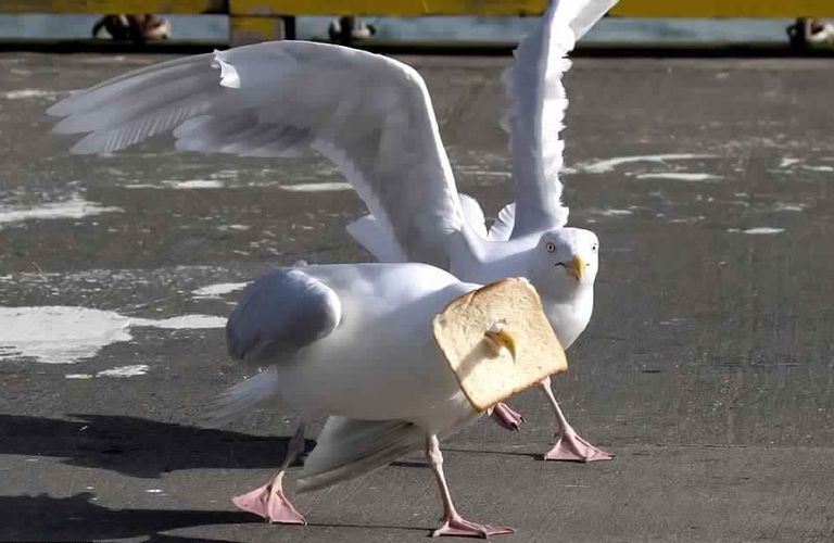 طائر نورس يعلق منقاره بقطعة خبز كبيرة 