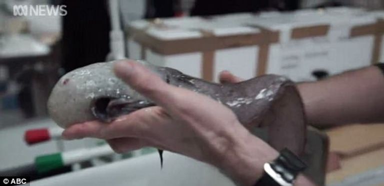 اكتشاف سمكة بدون وجه تحير العلماء