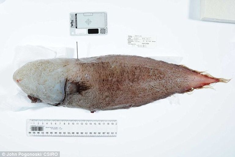 اكتشاف سمكة بدون وجه تحير العلماء