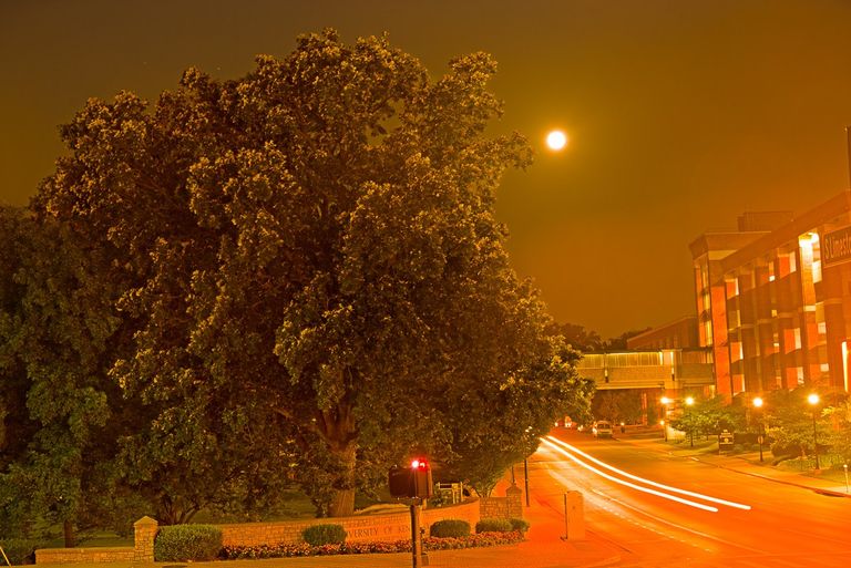 الأشجار تموت مبكرا بسبب أضواء المدينة