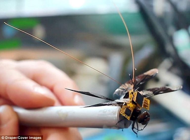 الحشرة المبرمجة