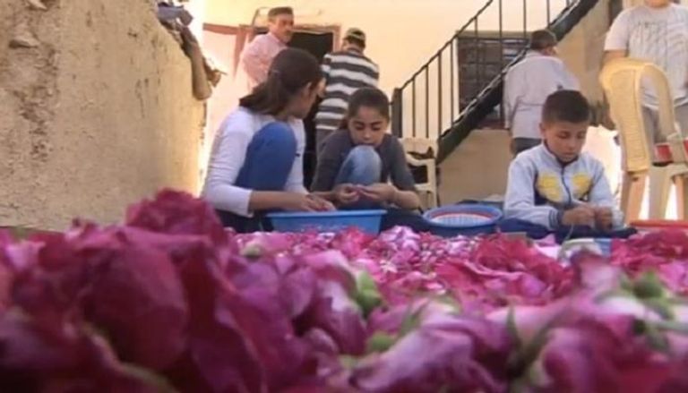 مزارعو سوريا يعودون لزراعة وقطف الورد الدمشقي الشهير