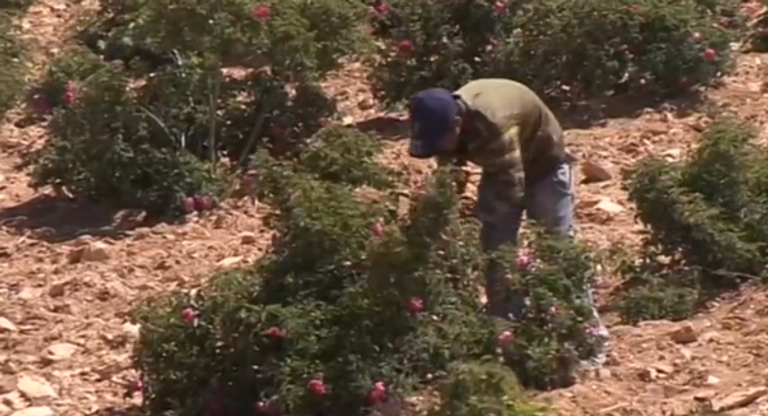 مزارعو سوريا يعودون لزراعة وقطف الورد الدمشقي الشهير