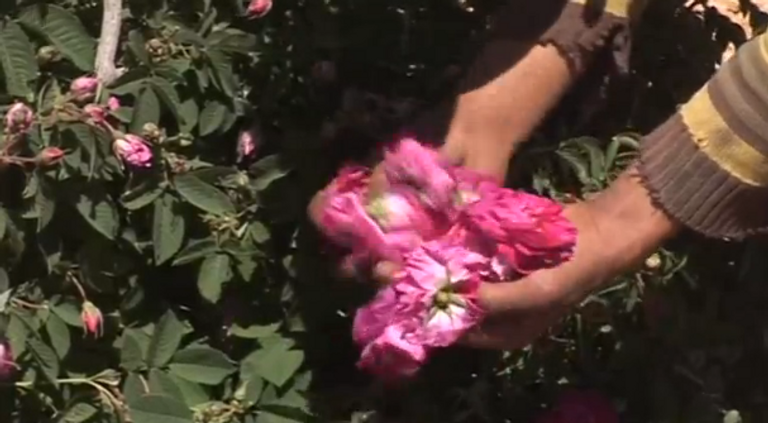 مزارعو سوريا يعودون لزراعة وقطف الورد الدمشقي الشهير