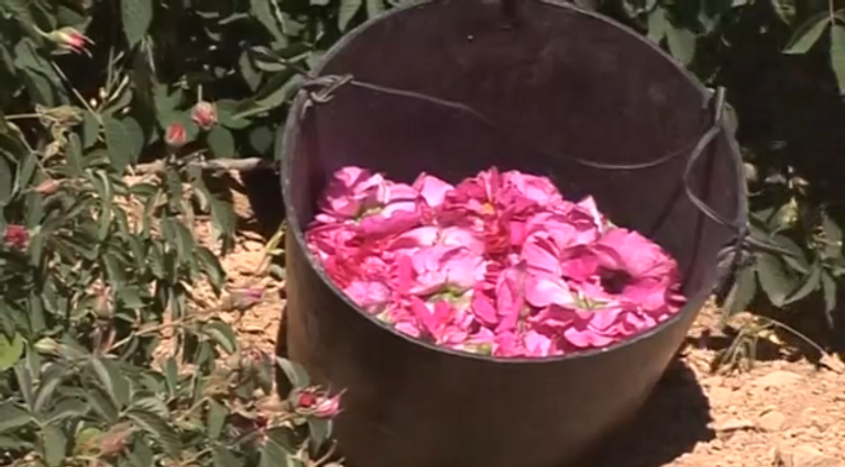 مزارعو سوريا يعودون لزراعة وقطف الورد الدمشقي الشهير