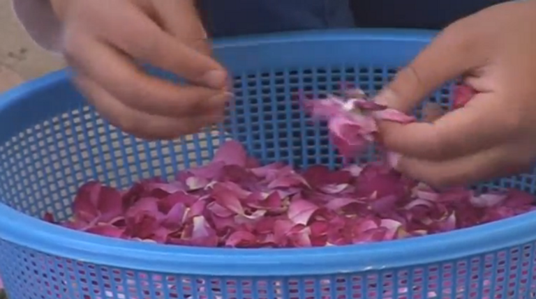 مزارعو سوريا يعودون لزراعة وقطف الورد الدمشقي الشهير