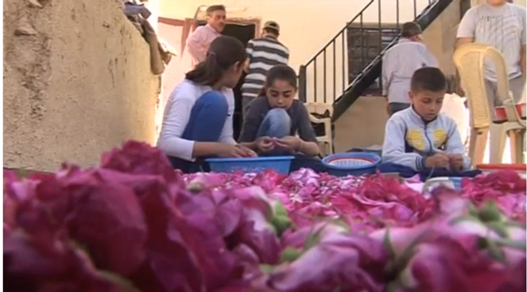 مزارعو سوريا يعودون لزراعة وقطف الورد الدمشقي الشهير