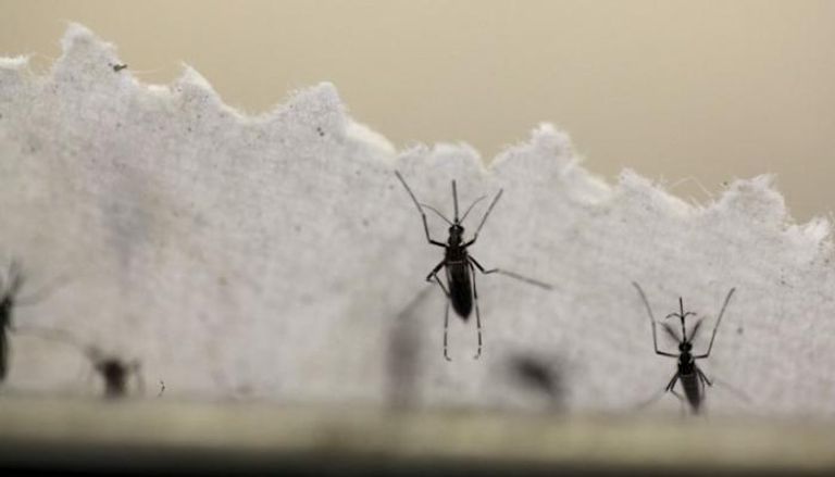 أمريكا تؤكد أن البعوض في بورتوركيو لا يزال مصابا بزيكا - رويترز