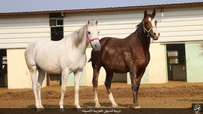 تنظيم داعش يتباهى بالخيل المسروقة
