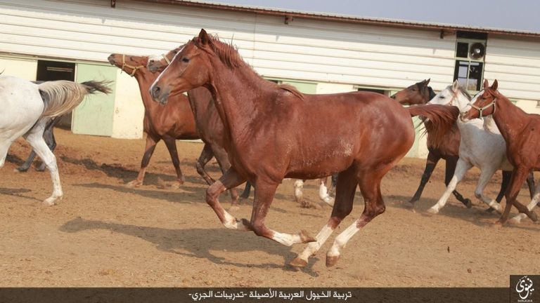 تنظيم داعش يتباهى بالخيل المسروقة