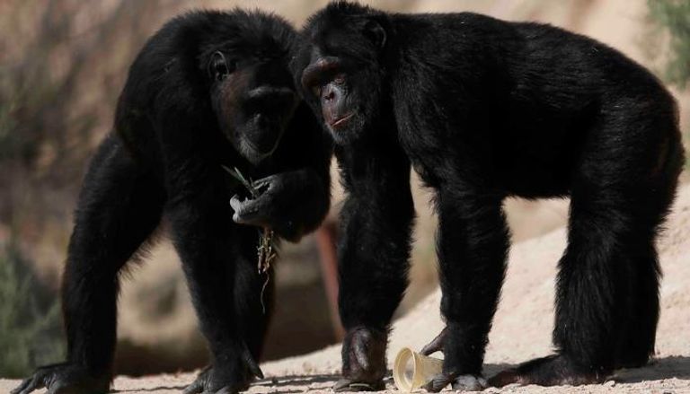 الشمبانزي يشترك مع البشر في عدة قدرات