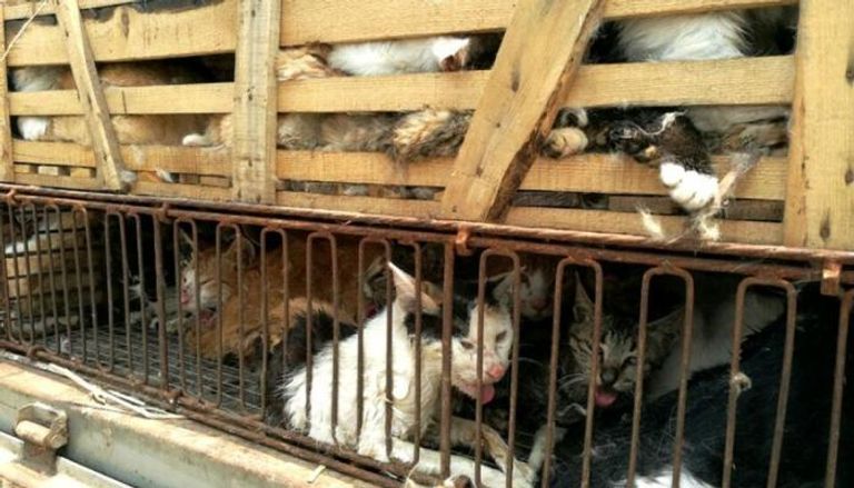 الشرطة تنقذ أكثر من 500 قطة من مائدة العشاء في الصين