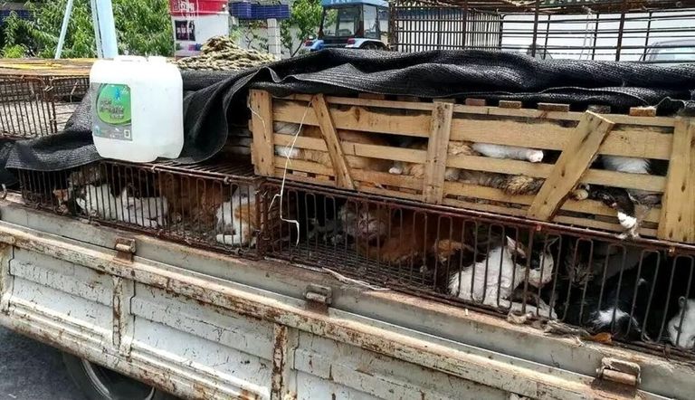 الشرطة تنقذ أكثر من 500 قطة من مائدة العشاء في الصين