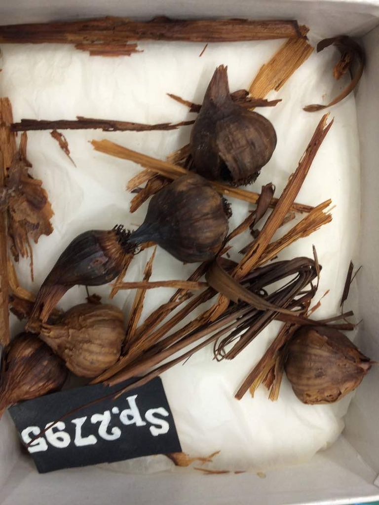 نقل القطع تمهيدا للافتتاح الجزئي للمتحف