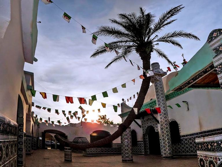 أقدم وأغرب نخلة في العالم بالجزائر