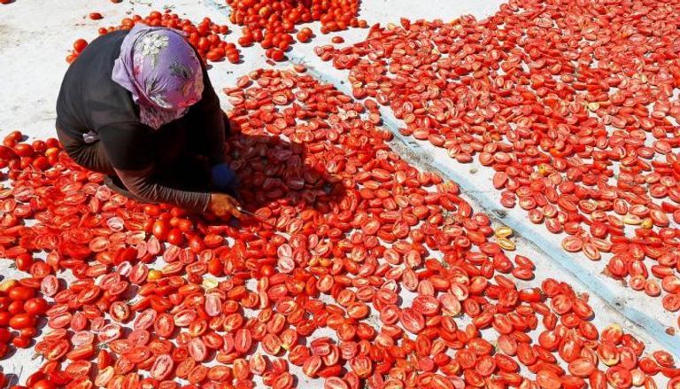 مزارعو الطماطم الأتراك ضحايا غضب موسكو