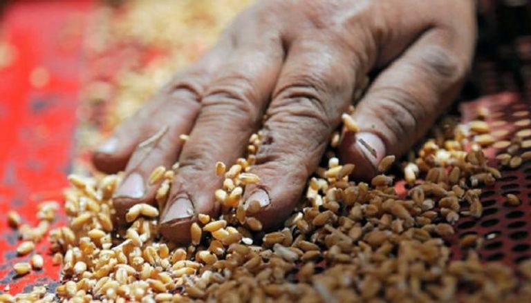مزارع مصري ينخل حبوب القمح