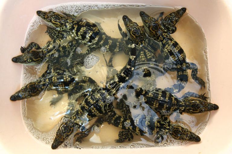 مزارع تماسيح في تايلاند