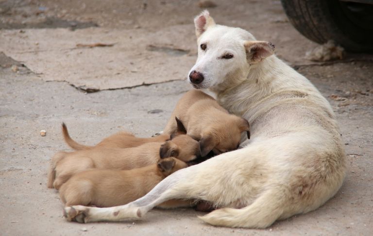 اقتناء جرو قد يجعل العلاقة الزوجية أكثر سعادة