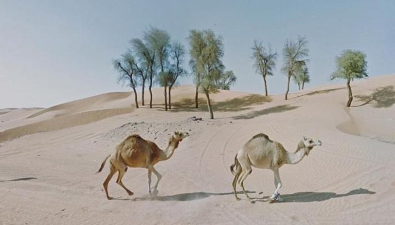 إحدى اللقطات التي التقطتها جاكي