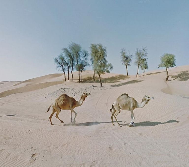 إحدى اللقطات التي التقطتها جاكي